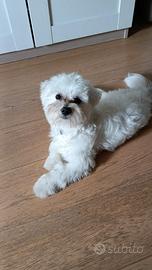 Simil maltese per adozione