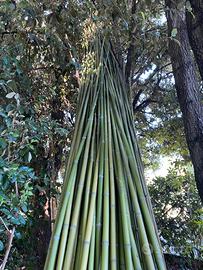 Canne di bamboo