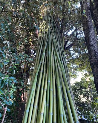 Canne di bamboo