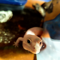 Geco leopardino e/o terrario