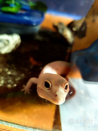 Geco leopardino e/o terrario