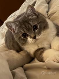 Gatti di razza