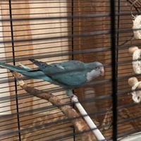 Parrocchetto monaco blu