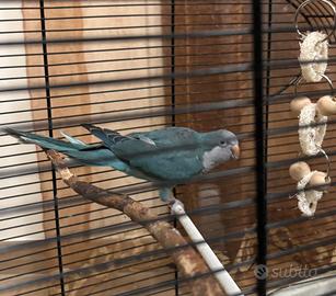 Parrocchetto monaco blu