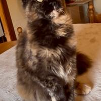 Cuccioli Maine coon con pedigree