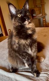 Cuccioli Maine coon con pedigree