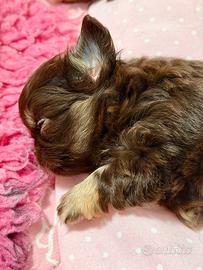Chihuahua femmina choco tan
