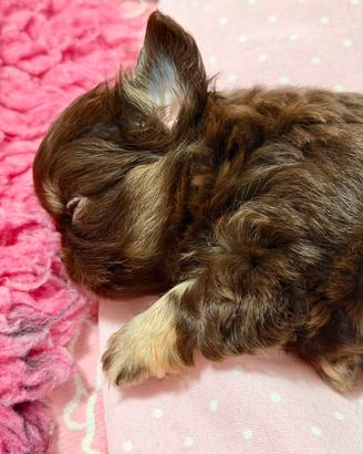 Chihuahua femmina choco tan