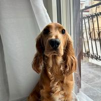 Accoppiamento cocker