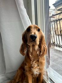 Accoppiamento cocker