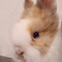 Coniglo testa di leone bianco beige occhi azzurri