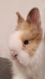 Coniglo testa di leone bianco beige occhi azzurri