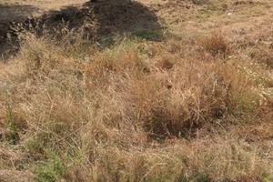Terreno agricolo