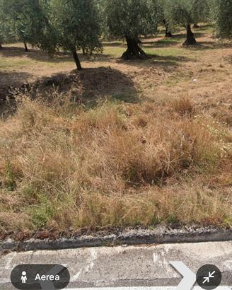 Terreno agricolo