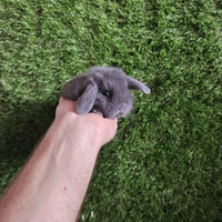 Blu di Vienna conigli nani