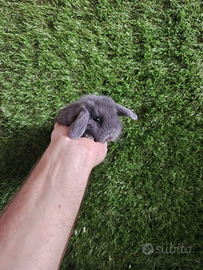 Blu di Vienna conigli nani