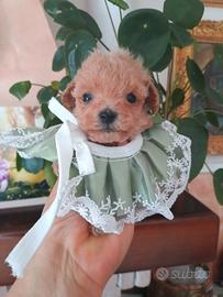 Maltipoo