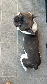 Bulldog francese