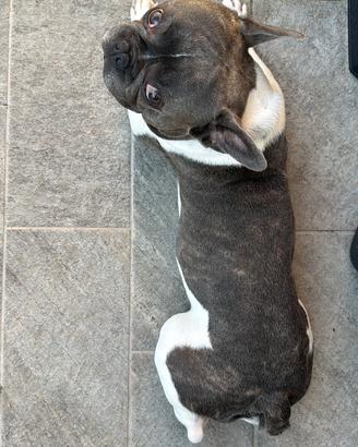 Bulldog francese