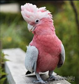Pappagallo cacatua rosa
