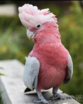 Pappagallo cacatua rosa