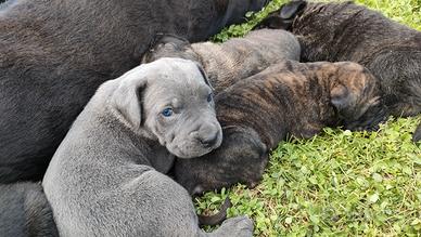Cuccioli Cane Corso con pedigree