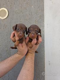 Bassotti con pedigree enci