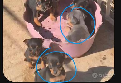 Cuccioli pinscher nano