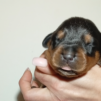 Rottweiler con Pedigree