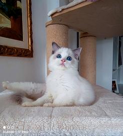 Stupendo cucciolo ragdoll