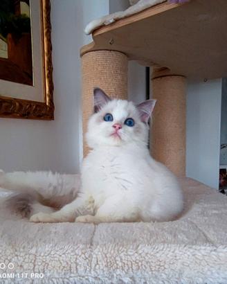Stupendo cucciolo ragdoll