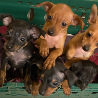 Pinscher nano Zwergpinscher