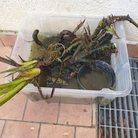pianta acquatica tipha