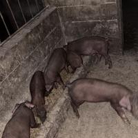 Maiali suini Duroc rosso