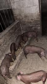 Maiali suini Duroc rosso