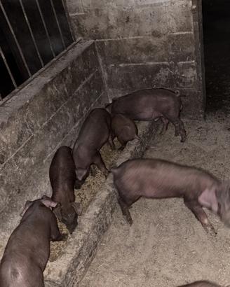 Maiali suini Duroc rosso