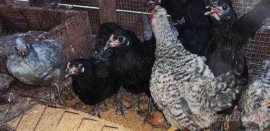 Galline ornamentali uova verdi e azzurre
