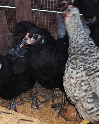 Galline ornamentali uova verdi e azzurre