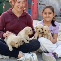 Golden Retriever con pedigree ENCI