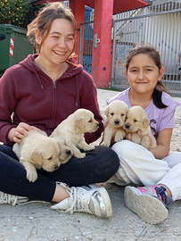 Golden Retriever con pedigree ENCI