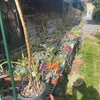 Centinaia  di Piante grasse