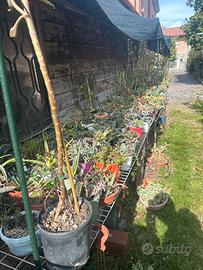 Centinaia  di Piante grasse