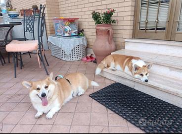Corgi Pembroke cuccioli