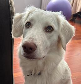 Dolce cucciolo di un anno