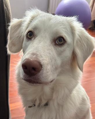 Dolce cucciolo di un anno