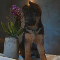 Cucciolo pastore tedesco