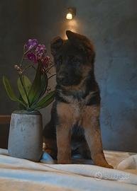 Cucciolo pastore tedesco