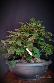 Acero campestre (Acer campestre)