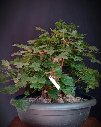 Acero campestre (Acer campestre)