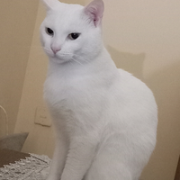 Gattino di colore bianco